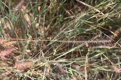Perotis indica